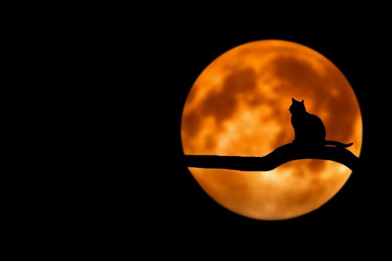 夜中の猫の写真